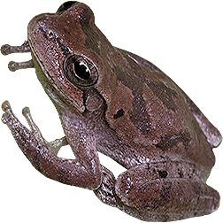 Pine Woods Tree Frog
